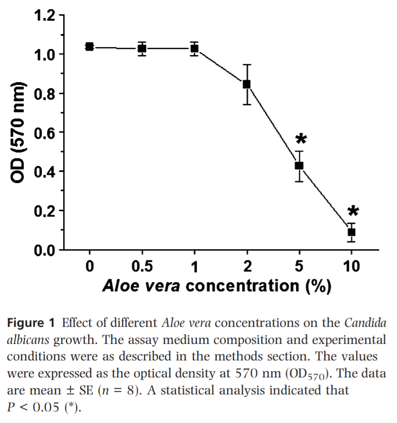 The x-axis of this chart shows increasing concentrations of crude glycolic extract of Aloe vera fresh leaves. As the graph indicates, a 10% concentration of aloe vera extract powerfully inhibited Candida albicans development.
