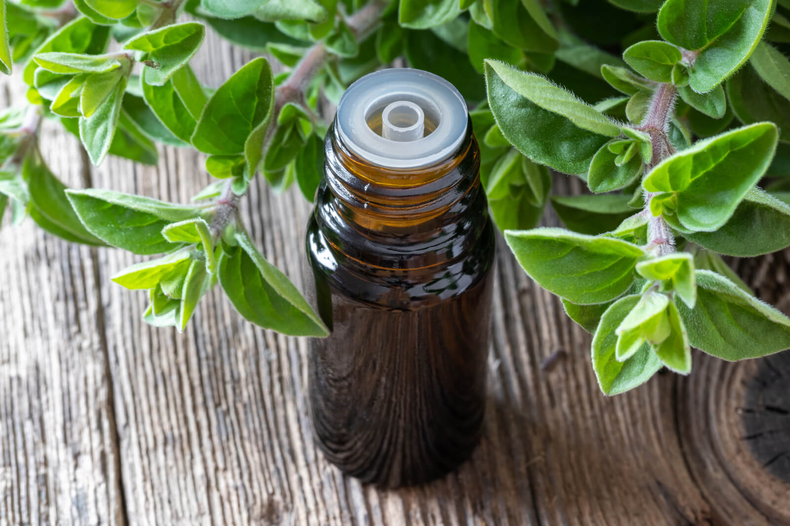 Can you use oil of oregano to treat candida?