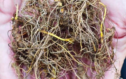 Pictured here are fresh goldenseal roots.  Goldenseal has berberine in it, and this chemical is a powerful anti-fungal and antibacterial natural chemical compound. 