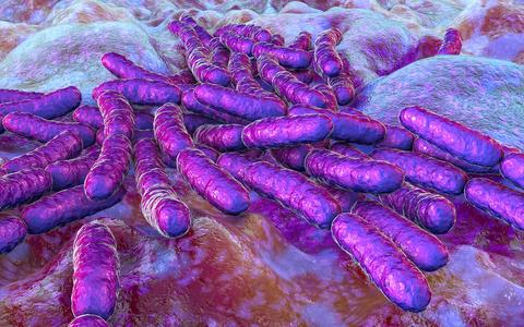 Pictured here is a concept image of Lactobacillus. This important probiotic bacteria is essential to use in the fight against yeast related health problems!