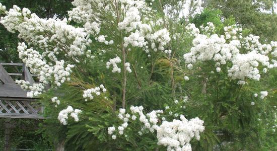Pictured here is a Tea Tree (Melaleuca alternifolia).  This tree grows so well that it is sometimes an unwelcome plant. The leaves of this tree are used for making tea tree oil.