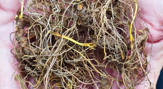 Pictured here are fresh goldenseal roots.  Goldenseal has berberine in it, and this chemical is a powerful anti-fungal and antibacterial natural chemical compound. 