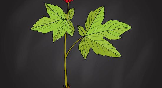 Goldenseal makes a great natural home remedy to use for yeast infections.  It may be wise to keep in on hand just in case you or someone in your household develop a Candida problem.