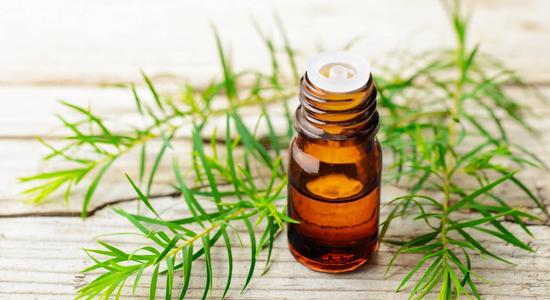 Understanding how to effectively use tea tree oil to treat Candida infections is vital!
