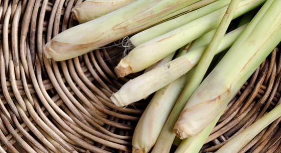 Pictured here are lemongrass stalks.  Stalks like this are used to produce the essential oil.  Lemongrass oil is mainly comprised of the chemical citral. Approximately 65% to 85%, of the weight of this oil, is citral.